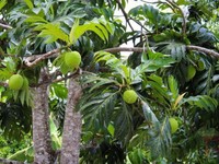 Buah Sakti Antipetaka Incaran Eropa, Viral Dimakan Mentah Tiru Leluhur