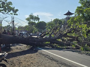 Pohon Tumbang di Perbatasan Karangasem-Klungkung, Lalu Lintas Macet 2 Km