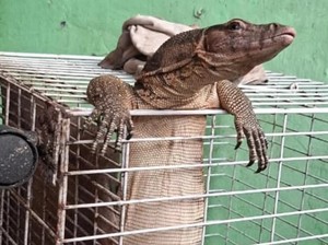 Damkar Depok Evakuasi Biawak Nyangkut di Kandang Kucing