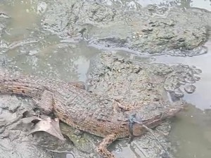 Viral Sekdes Soliu Tangkap Buaya di Muara Air Inggris Kupang