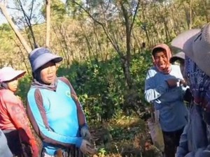 Ribuan Pohon Kopi Milik PTPN I di Bondowoso Dibabat Orang Tak Dikenal