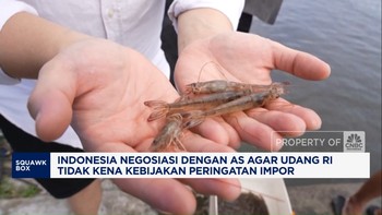 Video: RI Nego ke AS, Minta Tak Kena Kebijakan Peringatan Impor Udang