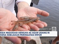 Video: RI Nego ke AS, Minta Tak Kena Kebijakan Peringatan Impor Udang