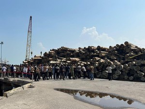 Kabar Terkini Kasus Illegal Logging Mentawai Bikin Rugi Negara Rp 447 M