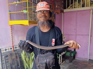 Kepergok Lagi Mangsa 2 Tikus, Kobra Jawa Dievakuasi di Plosowangi Klaten