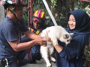 Damkar Evakuasi Kucing Persia 2 Hari Kecebur Sumur di Klaten