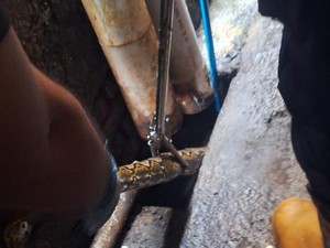 Ular Sanca Ngumpet di Pipa Paralon, Damkar Bantul Sentor Pakai Air 6 Ribu Liter