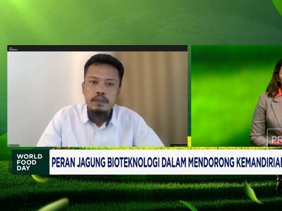 Video: Jagung Bioteknologi Bikin Produksi Petani Naik-Hemat Herbisida