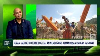 Video: Produksi Jagung Bioteknologi, Industri Butuh Kemudahan Regulasi