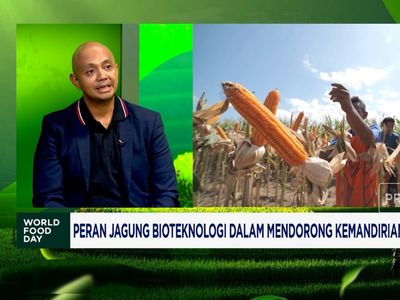 Video: Produksi Jagung Bioteknologi, Industri Butuh Kemudahan Regulasi