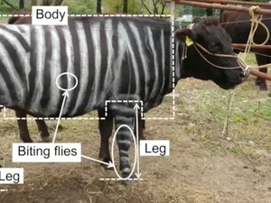 Ngecat Tubuh Sapi Jadi Hitam Putih Bisa Dapat Nobel? Ini Kisah Peneliti Jepang