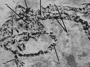 Ajaib, Ditemukan Fosil Dinosaurus Berkepala Dua