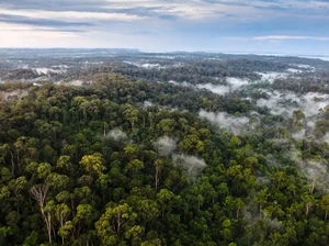 Kenapa Hutan Kalimantan Dijuluki Paru-paru Dunia