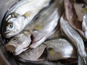 Jangan Asal Getok! Chef Ungkap Cara Mematikan Ikan Agar Halal