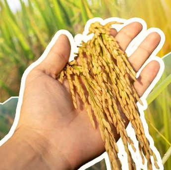 Produksi Beras RI dari Era Soeharto-Prabowo: Siapa Pecah Rekor?