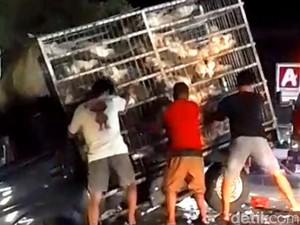 Video: Detik-detik Mobil Pikap Isi Ayam Potong Terguling Diseruduk Innova