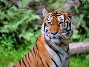 Masuk Kandang Harimau, Pengunjung Kebun Binatang Luka Parah hingga Tewas