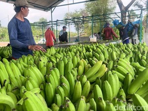 Moca Anjasmara, Pisang Cavendish Mojokerto yang Rasanya Lebih Manis