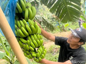 Manis dan Pulen Moca Anjasmara, Pisang Cavendish Khas Mojokerto