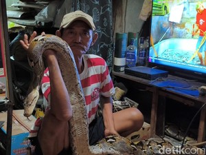 Saat Ular Petir Jadi Senjata Melawan Penjajah Jalanan Ibukota