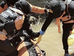 Pria Tenggelam di Sungai Saddang Enrekang Ditemukan Tewas Tersangkut di Kayu
