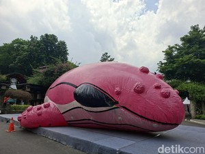 Runa, Paus Pink Raksasa Pembawa Pesan Mulia