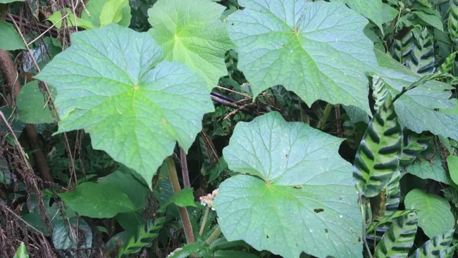 Tanda Kiamat Sudah Dekat Tampak Jelas di Daun