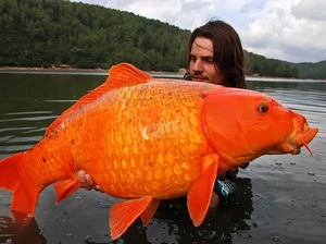 Buset! Ikan Mas Raksasa Ini Beratnya Setara Anak 10 Tahun
