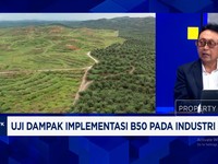 Video: Peremajaan Sawit Rakyat Terhambat, Produksi CPO Sulit Digenjot