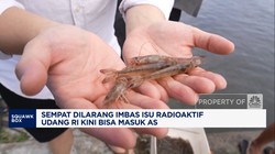Video: Sempat Dilarang, Ribuan Kontainer Udang RI Kini Bisa Masuk AS