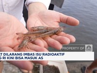 Video: Sempat Dilarang, Ribuan Kontainer Udang RI Kini Bisa Masuk AS