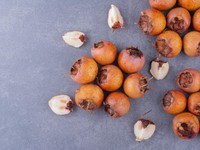 Cangkang Sawit RI Laris Manis, Jepang Jadi Pembeli Utama!