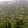Kawasan hutan Batang Toru. (YouTube/CNN Indonesia)