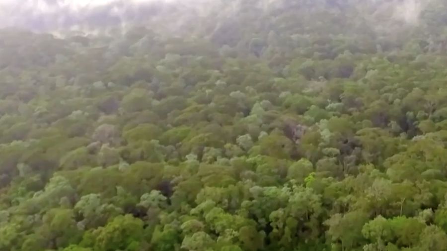 Kawasan hutan Batang Toru. (YouTube/CNN Indonesia)