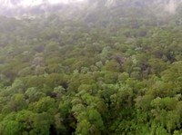 Kawasan hutan Batang Toru. (YouTube/CNN Indonesia)