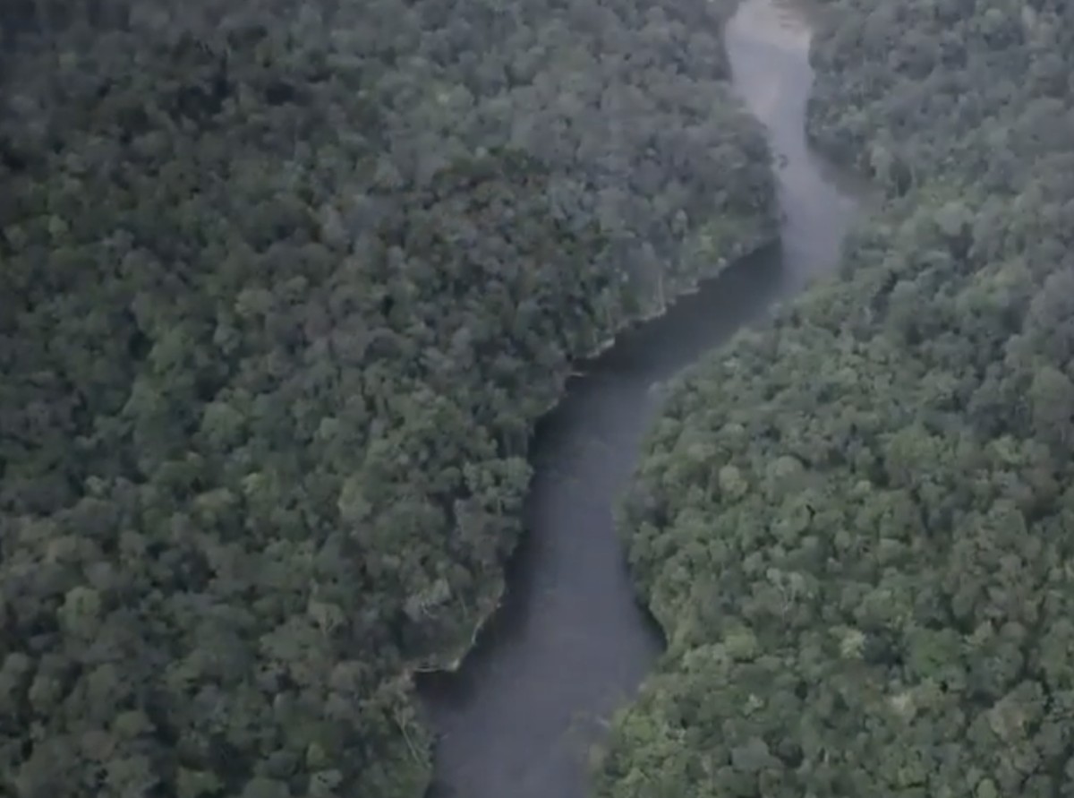 Habitat Menyusut, Orang Utan Tapanuli Terancam Punah dengan Cepat