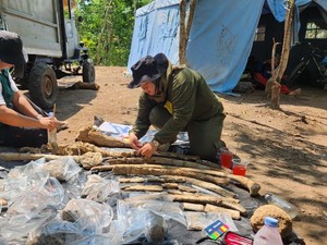 Penemuan Lokasi Gajah Purba di Nganjuk Dulunya Savana Kaya Satwa