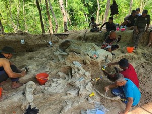 Fosil Gajah Purba yang Ditemukan di Nganjuk Berumur 800 Ribu Tahun