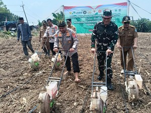Dukung Ketahanan Pangan, Polres Serang Tanam 471 Hektare Jagung