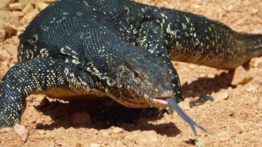 Biawak. (Dok. Pixabay)