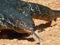 Indonesia Ekspor 476.000 Biawak, Ahli Ingatkan Risikonya