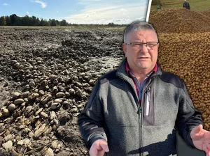 Gegara Hoaks Viral di Medsos, Petani Ini Kehilangan 150 Ton Kentang