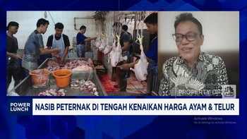 Video: Harga Daging Ayam Naik Tapi Peternak Tak Untung, GOPAN Teriak