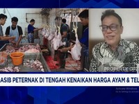 Video: Harga Daging Ayam Naik Tapi Peternak Tak Untung, GOPAN Teriak