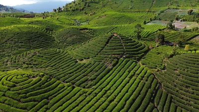 Kebun Teh Gunung Talang, Surga Hijau di Tanah Minang