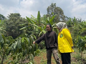 Secangkir Kopi Sintok di Garut: Inovasi Drip Bag dan Harmoni dengan Alam