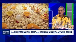 Video: Peternak Mengeluh, Harga Pakan Meroket Saat Harga Ayam Membaik 