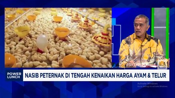 Video: Peternak Mengeluh, Harga Pakan Meroket Saat Harga Ayam Membaik