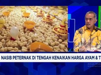 Video: Peternak Mengeluh, Harga Pakan Meroket Saat Harga Ayam Membaik