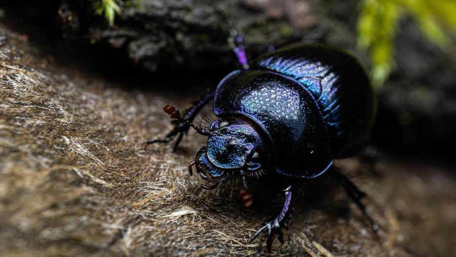 Serangga Dung beetle atau Kumbang kotoran. (Dok. Freepik)